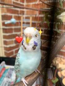 Lost Budgerigar