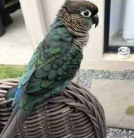 Lost Conure