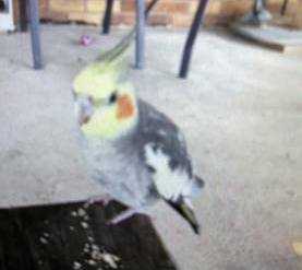 Lost Cockatiel