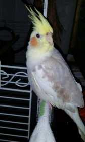 Lost Cockatiel