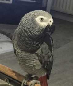 Lost African Grey