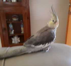 Lost Cockatiel