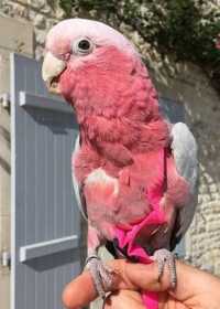 Lost Galah Cockatoo