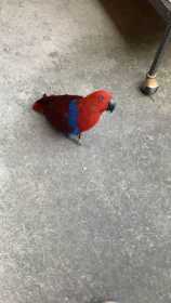 Lost Eclectus