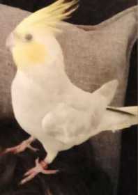 Lost Cockatiel