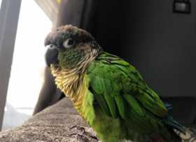 Lost Conure