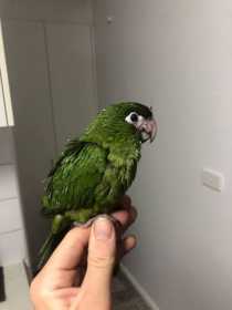 Lost Macaw