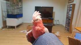 Lost Galah Cockatoo