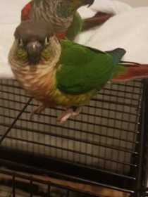 Lost Conure