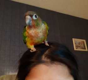 Lost Conure