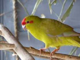 Lost Kakariki