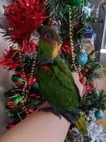 Lost Conure