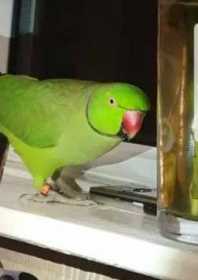 Lost Indian Ringneck Parakeet