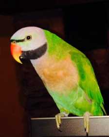 Lost Mustached / Moustached Parakeet