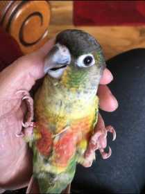 Lost Conure