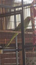 Lost African Ringneck Parakeet