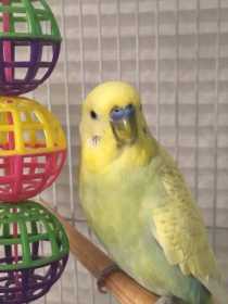 Lost Parakeet
