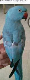 Lost Indian Ringneck Parakeet