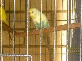 Lost Budgerigar