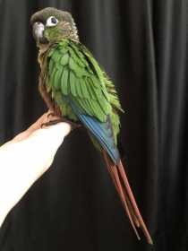 Lost Conure