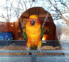 Lost Conure