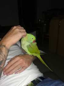 Lost Alexandrine