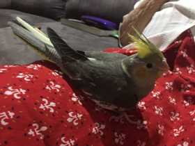 Lost Cockatiel