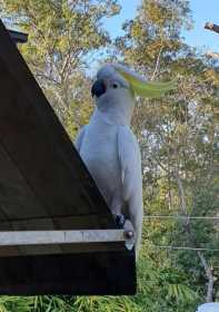 Lost Cockatoo