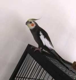 Lost Cockatiel