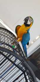 Lost Macaw