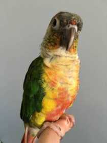 Lost Conure