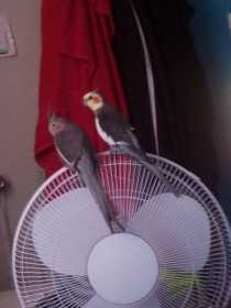 Lost Cockatiel