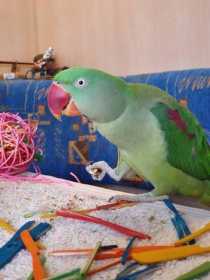 Lost Alexandrine