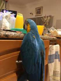 Lost Macaw