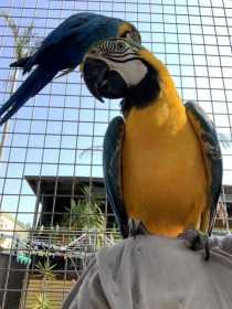 Lost Macaw