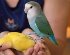 Lost Lovebird