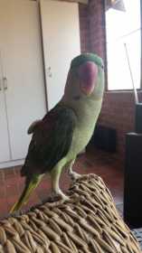 Lost Alexandrine
