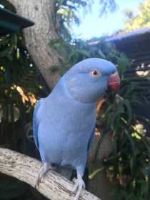 Lost Indian Ringneck Parakeet