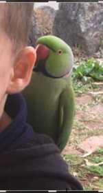 Lost Indian Ringneck Parakeet