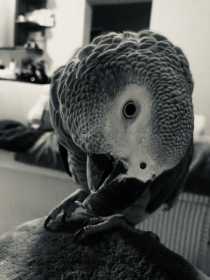 Lost African Grey