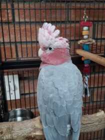 Lost Galah Cockatoo