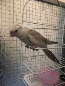 Lost Cockatiel