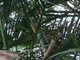 Lost Australian Ringneck Parakeet