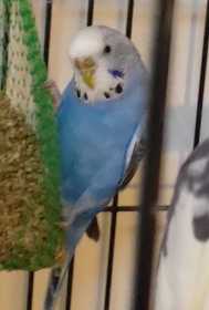 Lost Budgerigar