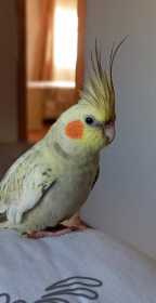 Lost Cockatiel