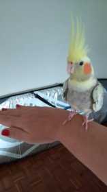 Lost Cockatiel