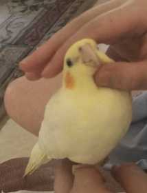 Lost Cockatiel