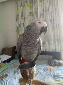 Lost African Grey