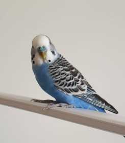 Lost Budgerigar