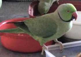 Lost Australian Ringneck Parakeet